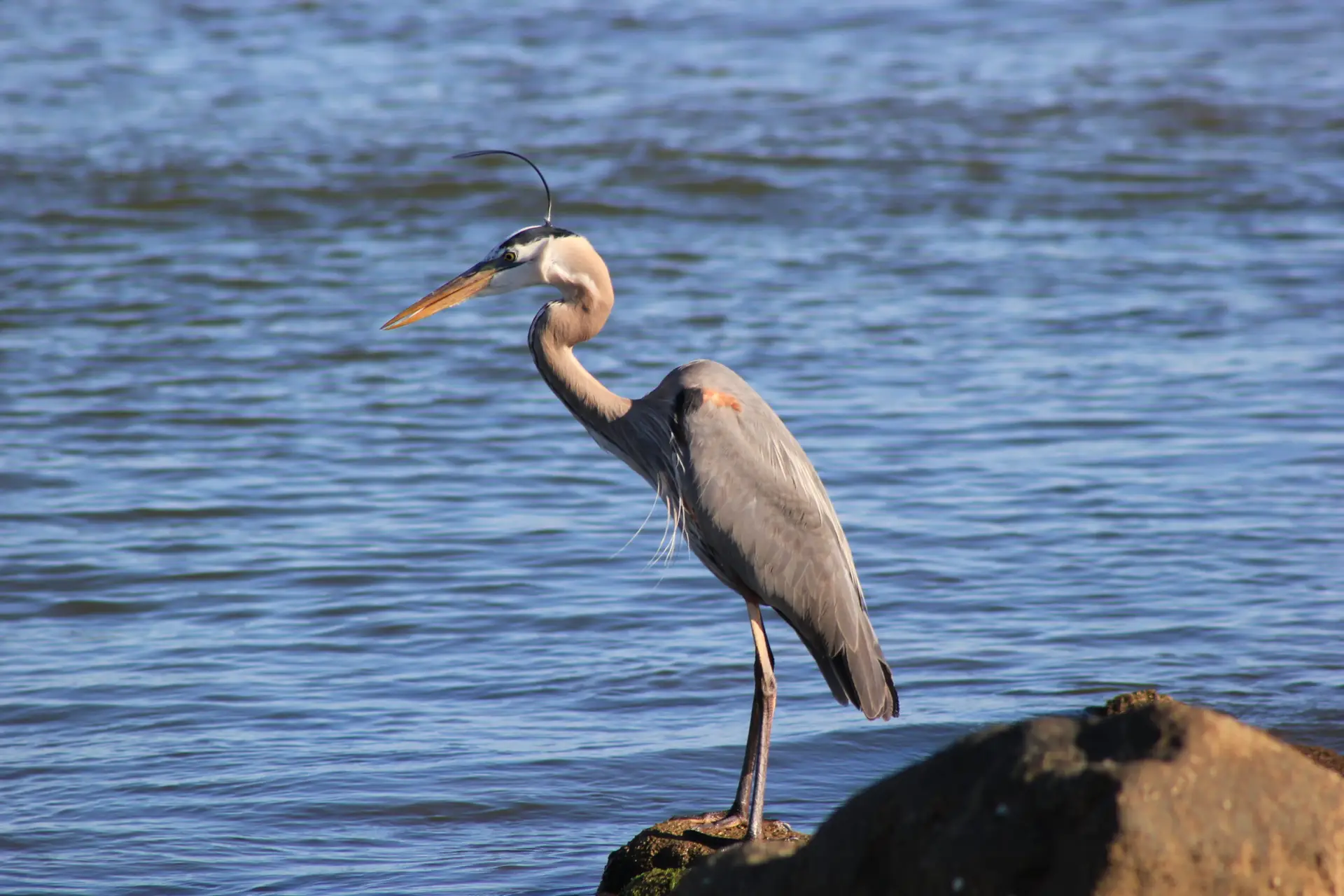 Blue Heroin at Dauphin Island